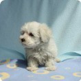 /album/fotogaleria/bichon-maltes-hembra-2222-animalsshop-c14cf-1-copia-jpg/